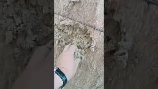Пыль хлопковая на экспорт