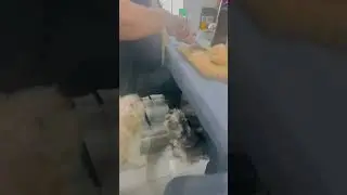 Comida natural para perros 🐶