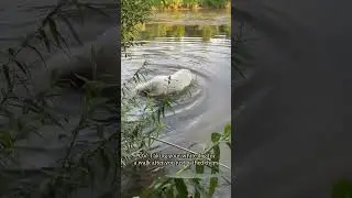Luckily, my Petcube GPS Tracker is waterproof