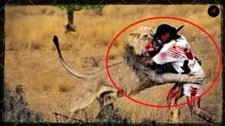 Top 5 When Hunters Messed  With The Wrong Animals