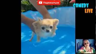 ☻Тест на психику или попробуй не засмеяться !☻