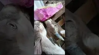 a los chivos les encantan los  minerales #viral #chivos #animales
