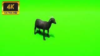 004 - Green Screen | Chroma Key | Animal 4K | Goat