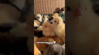 С днем рождения, малыши!) 