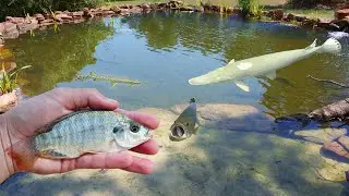 Live Tilapia VS. Hungry Pond Monsters!