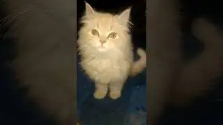 My cat ||Beautiful funny cat