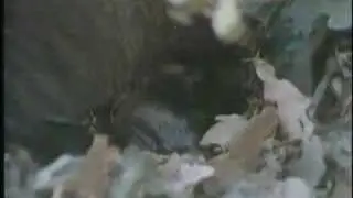 Apego y troquelado