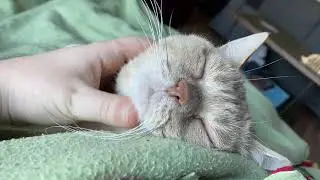 Chin Scratches for Nugget the Cat