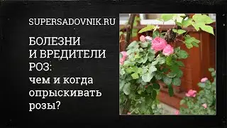Болезни и вредители роз: чем и когда опрыскивать розы? Советы от специалиста