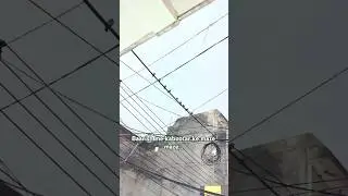 kabootar barish ka mazaa lete huye #rain #shortsfeed #feed #kabootar #rain #songs