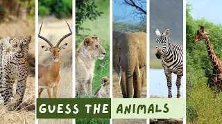 Can You Guess These Mysterious Animals? | Guess the Animals Challenge