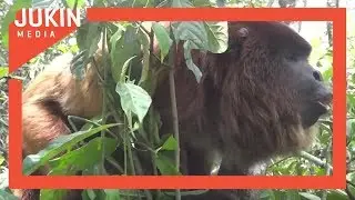 Red Howler Monkey Howls to Mark His Territory