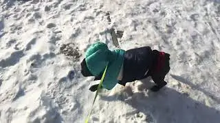 Французский бульдог Брюс