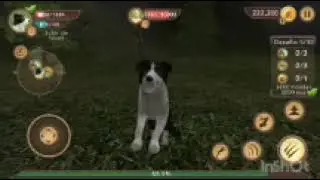 прокачиваемся 200.999 до уровня в Dog sim