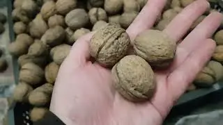 Ореховый тетрис. Какой он натуральный грецкий орех, внимание на цвет 01.11.24