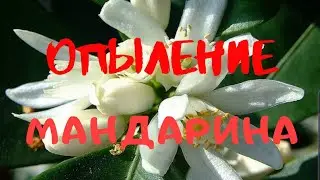 Опыление мандарина ! Получаем гибрид мандарина с апельсином