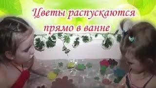 Видео для детей.  Распускающиеся цветы . Оля и Поля запускают кувшинки в ванной