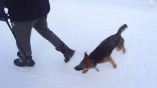 Собачка