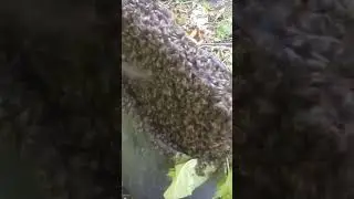 Бесплатно. Белая пятница.