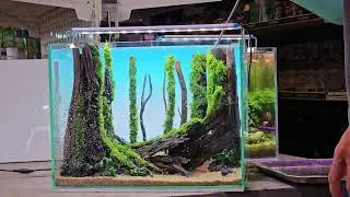 Setup A miniature forest arrangement featuring a fallen tree trunk | Aquarium Design