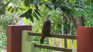 #Positive Vibes- Evening Shot- കൃഷ്ണപ്പരുന്ത്- A Rare Guest