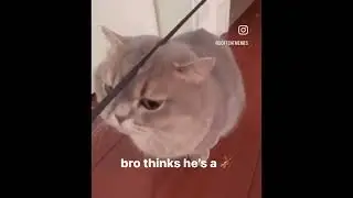 Cat ASMR
