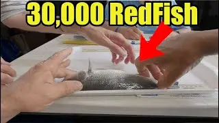 This Happened To 30,000 Redfish