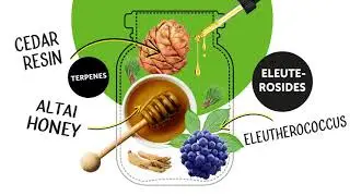 Honey ImmunUP with eleutherococcus and cedar resin