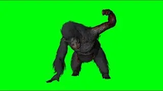 GORRILA ATTACK ANIMAL  video GREEN SCREEN EFFECT{FIM STOCK FX}
