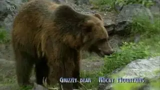 Grizzly bear -  Ursus Horribilis (Canada)
