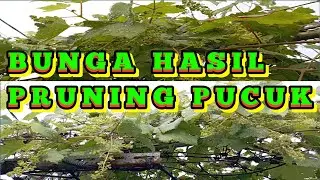 BUNGA HASIL PRUNING PUCUK ANGGUR..❤️❤️ #grape #asianfruit #fruit