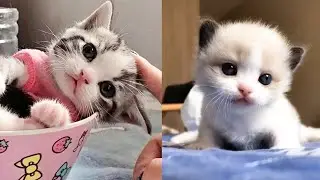 Cute funny animal videos 2023 kucing lucu meong meong | Part 5