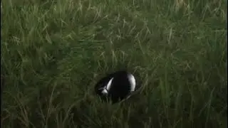 Red Dead Online × *Invisible Glitch* (Still Working) × 2023