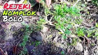 menemukan bahanbonsai cantik dipekarangan tetangga