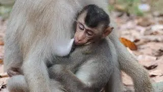 Poor Rex full hug drunk milk well sleep on chest's mom Rose , Million thank mama for best comfort