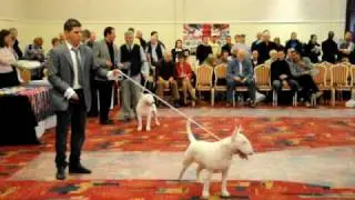 International Competition (2)