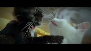 CUTE KITTY