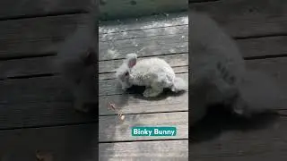 BinkyBunny is a lilac junior English Angora buck for sale. How cute he?! Countrybumpkinbunnies.com