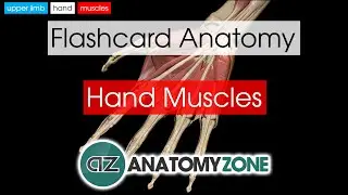 Hand Muscles | Flashcard Anatomy