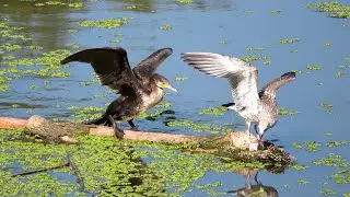 Баклан здесь главный! / Cormorant
