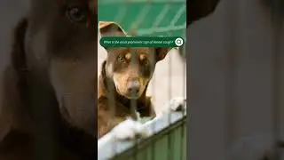 Kennel Cough in Dogs | Merck Veterinary Manual