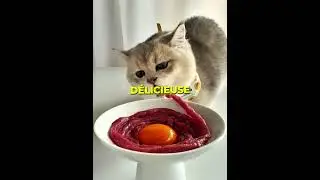 Va-t-il Réussir à Tout Manger?!  🤔