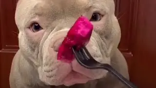 asmr animals eating on pico pocky animals Channel.