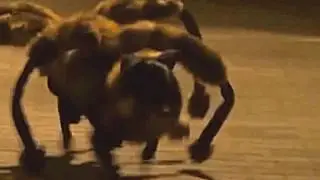 Прикол!Собака- паук.