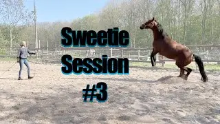 Sweetie Session #3 - was tun bei einem nervösen, steigenden Pferd