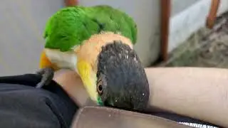 caiques aviary update