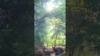 Ormanın sırrı, Karakulaklar fotokapana takıldı