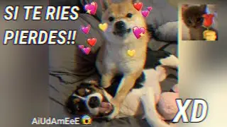 LOS MEJORES VÍDEOS GRACIOSOS!! 🔥 - si te RÍES PIERDES XD!! 😱🔫