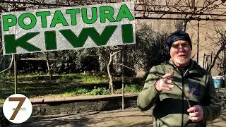 Potatura del Kiwi, come farla le parti della pianta e le