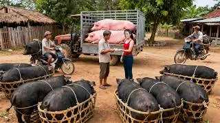 688 Days Harvesting Many Piglets & Free-Range Pigs — Selling at the Market | Dao’s Country Life